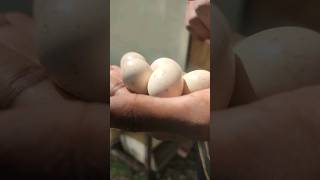 ✨காடை  egg hatching😇 tamil Quail rip mannaar pavi egg hatching [upl. by Nilknarf]