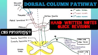 Spinal PathwaysTracts  Spinal Cord Anatomy [upl. by Simpkins221]