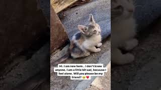 Saving abandoned cats 🐈 for a better future please donate to save them cat straycatalliance catpa [upl. by Novyad465]