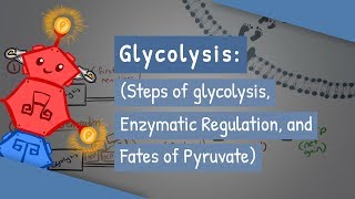 Glycolysis Steps of glycolysis Enzymatic Regulation and Fates of Pyruvate [upl. by Rebbecca]