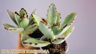 kalanchoe tomentosa cuidados donsuculento [upl. by Braca]