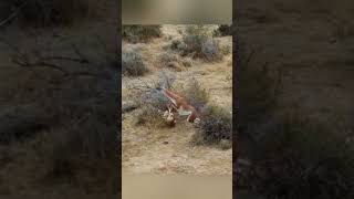 Puma Attacked Guanaco Llama But Something Went Wrong 🐆🦙 animals nature wildlife [upl. by Reinaldo]