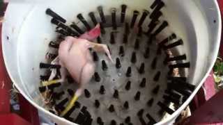 How to pluck a chicken in 14 seconds  Homemade Whizbang Chicken Plucker [upl. by Kerns49]