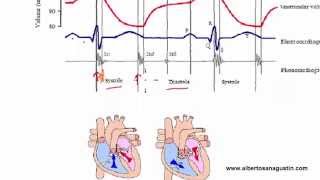 Auscultación Cardíaca 3 ECG y Ciclo Cardíaco [upl. by Eniamurt]