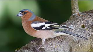 Nature Sounds  Chaffinch Singing In The Forest [upl. by Glantz]