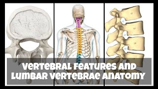 Vertebrae features and lumbar vertebrae anatomy brdmedicalcollege mbbs trending anatomy youtube [upl. by Yrnehnhoj]