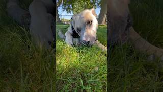 Sticks  Dogs  happy ❤️viral shorts animals dog pets [upl. by Necyla879]