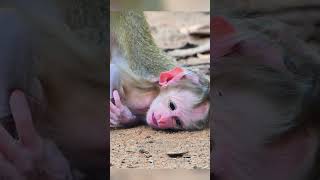 Pitiful wild baby monkey screaming for milk till weak 😪 monkey cutebabymonkey jungle wildlife [upl. by Edrock984]