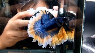 Top 10 Halfmoon Betta Fish 2019 [upl. by Ahtimat]