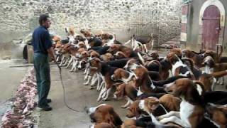 Crazy feeding frenzy with the hounds at Chateau Cheverny [upl. by Aleyak]