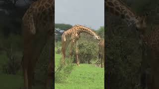 Exploring Tsavo West Kenyas Wild Frontier [upl. by Hsekin]