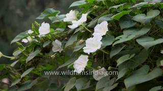 Time lapse of Moon flowers or Common Night Glory [upl. by Nage]