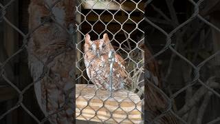 EASTERN SCREECH OWL [upl. by Louisette]