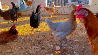 Golden Misri Poultry Farm Faisalabad  Egg Laying Hen For Sale [upl. by Januarius]