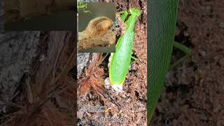 Mantis Religiosa Poniendo sus Huevos 🥚🐲 [upl. by Artemed405]