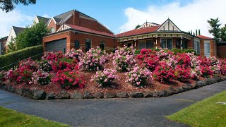 The Garden Gurus  Growing Innovation Flower Carpet Roses [upl. by Eldridge]