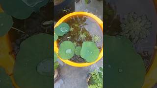 Small water lily pond  small water lotus pond gardenning gardenplants gardenpond pondplants [upl. by Yrral]