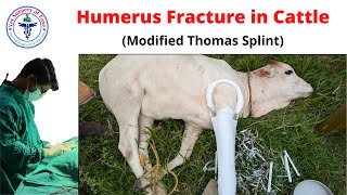 Humerus Fracture Cattle  LA Surgery 18 [upl. by Sirenay]