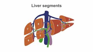 Mastering liver anatomy before the ultrasound [upl. by Doralynn437]