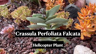 Crassula Perfoliata Falcata Helicopter Plant  24 Days of Cacti amp Succulents [upl. by Ranite333]