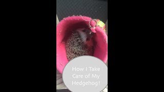 Hedgehog Care  Diet Cage and all the Necessities [upl. by Zsamot956]