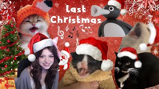 Thurston x Noot noot x UWU x Cat Meows x Maxwell x Last Christmas [upl. by Goldner]