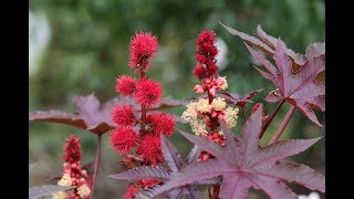 Botanical description of Ricinus communis  Botany Tamil [upl. by Winna120]