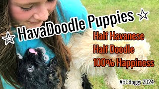 Havadoodle Puppies  Flexible   ABCdoggy 2024 [upl. by Brubaker]