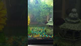 Nerite Snails Turbo and Dr Zoom [upl. by Mozes553]