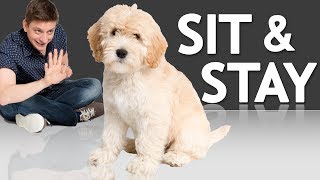 How to Teach your Puppy to Sit and Stay [upl. by Ddarb]