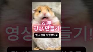 귀여운 햄스터 밈 이미지를 영상으로 만들 수 있을까 햄스터 밈 인공지능 ai동영상 아크랩스코딩클럽 [upl. by Eceinart]