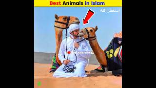 Best Animals in Islam  Arslan Speaks shortsfeed facts amazingfacts arslanspeaks [upl. by Lazaro]