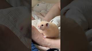 설레는 발 크기 차이 귀여운 햄스터 골든햄스터 cute hamsters pets shorts animals [upl. by Durrej429]