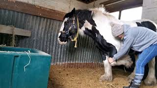 left foreleg protraction and retraction stretch [upl. by Emirak]