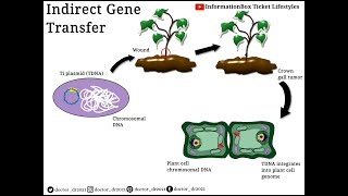 Indirect Gene Transfer  AgroBacterium tumefacien Infection Crown Gall DiseasePlant Biotechnology [upl. by Ximenes]