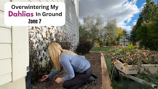 Overwintering Dahlias In Ground Gardening Zone 7 [upl. by Sig]