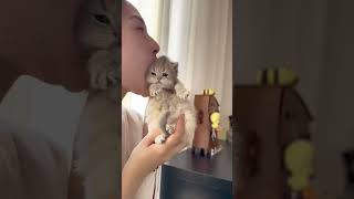 I am so cute a cat star The cute pet plan The firstperson perspective of petting cats Recordin [upl. by Nrehtak]