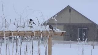 Sharpshinned Hawk vs Magpie [upl. by Noguchi]