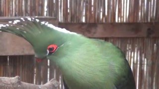 Schalows Turaco [upl. by Ennaylime]