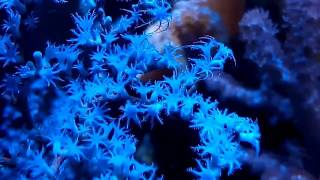 Gorgonia azul quotcoral spsquot hd [upl. by Anreval]