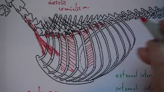 13B Trunk Myology [upl. by Ocirne]