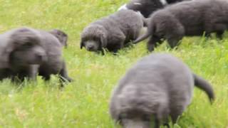 Newfoundland Puppies For Sale Levi Fisher [upl. by Daas685]