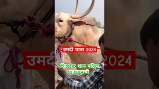 उमदी यात्रा 2024bailgadasharyat bailgadapremi khillar बैलगाडा खिल्लार cow bull khillarcow [upl. by Stubstad]