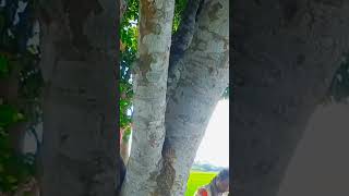 youtubeshorts zudeendaassamesenewsong2023 assamesemusic nature [upl. by Shina937]