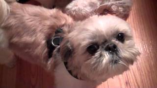 Stella speaking Shih Tzu [upl. by Leterg]