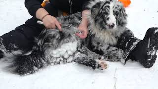 Removing snowballs with a whisk from Australian Shepherd [upl. by Cohbert]