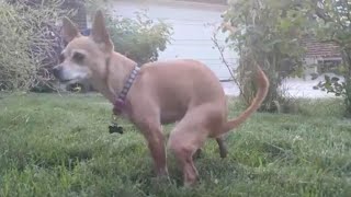 🔥💩💩🔥 tiny dog drops a fat poop dingleberry alert 2 [upl. by Selrahc]