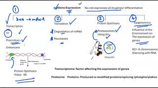 01 Gene Expression Overview [upl. by Wertheimer]