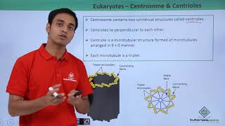 Class 11th  Eukaryotes  Centrosome and Centrioles  Cell The unit of Life  Tutorials Point [upl. by Nirro]