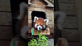 Baby  you are a cute baby red panda a video of a foodie red panda acridine RedPandaAndFriends re [upl. by Anez]